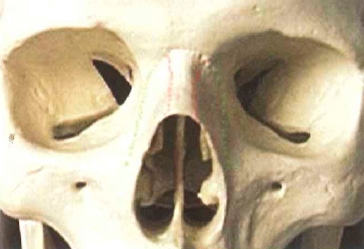 A close view of a skull 